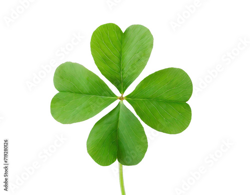  Four-leaf lucky clover - isolated