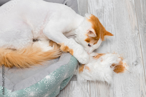 the cat looks at the fur that has been cut from it.