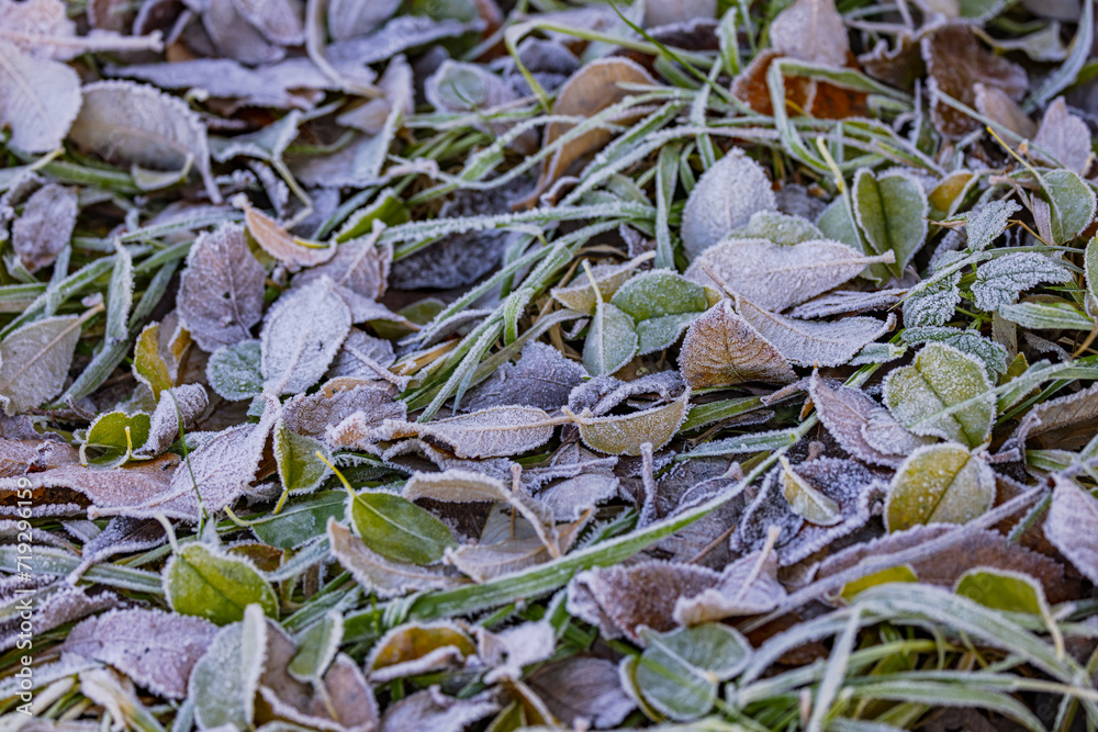 Frost on grass and autumn leaves in fall