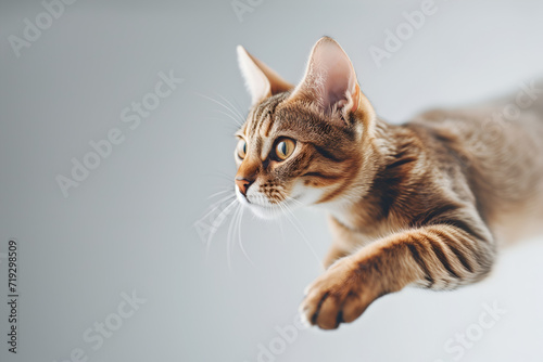 The cat jump. Minimalistic pets style isolated over light background
