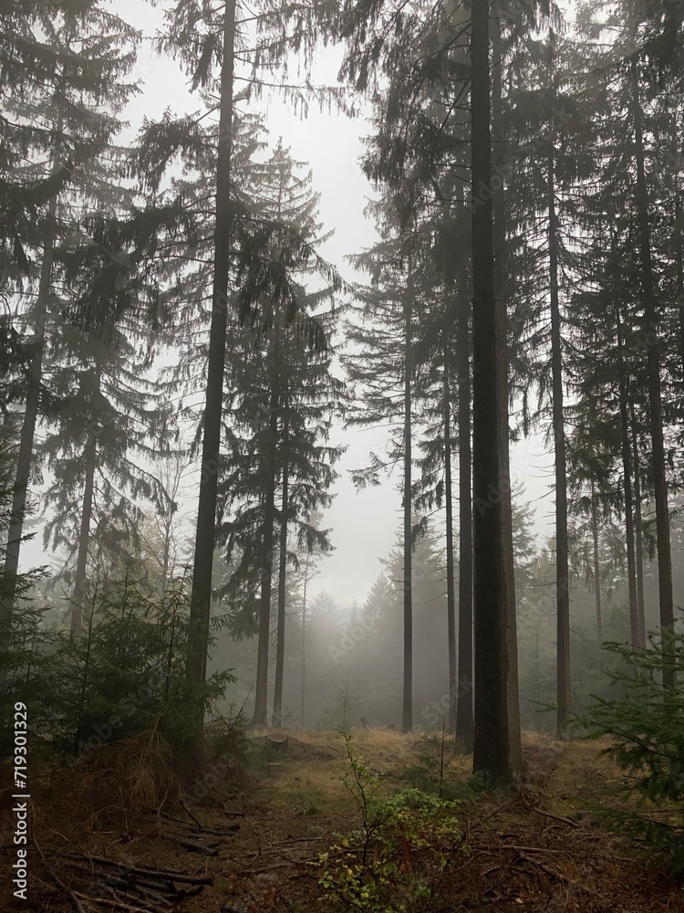 Obraz premium Lichtung Wald 