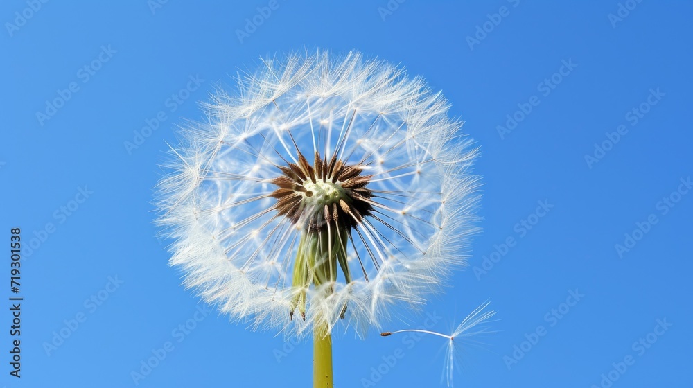 Macro Shot of a Dandelion Seed Head Against Blue Sky Macro Shot of a Dandelion Seed Head Against Blue Sky