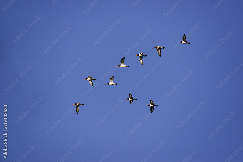 The Oystercatcher a large, stocky, black and white wading bird flying on the sky. Flock of Haematopus ostralegus 