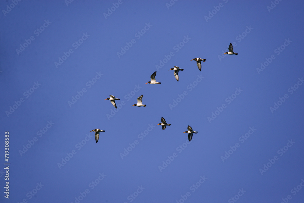The Oystercatcher a large, stocky, black and white wading bird flying on the sky. Flock of Haematopus ostralegus The Oystercatcher a large, stocky, black and white wading bird flying on the sky. Flock of Haematopus ostralegus