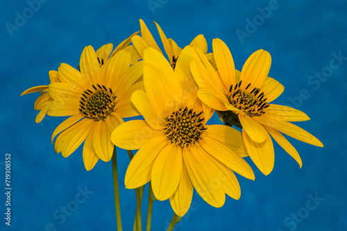 flores amarillas con el cielo de fondo 