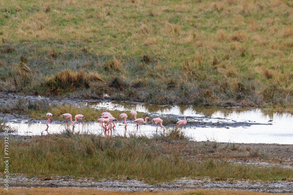 Lesser flamingo (Phoeniconaias minor) in Ngorongoro crater national park in Tanzania. Wildlife of Africa