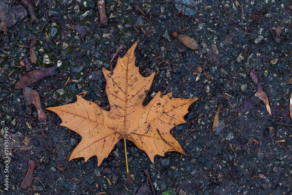 Brown dry Maple leaves fallen on the ground.