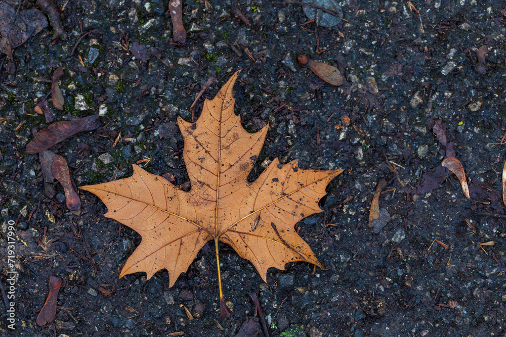 Brown dry Maple leaves fallen on the ground. Brown dry Maple leaves fallen on the ground.