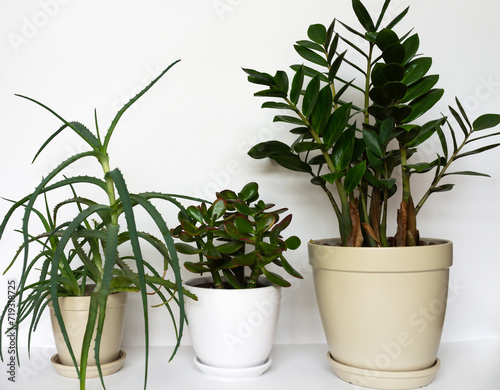 Popular and favorite home plants zamioculcas, aloe and crassula called money tree in ceramic pots on a white background. Home comfort and growing indoor plants photo