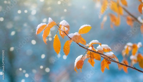 beautiful branch with orange and yellow leaves in late fall or early winter under the snow first snow snow flakes fall gentle blurred romantic light blue background for design