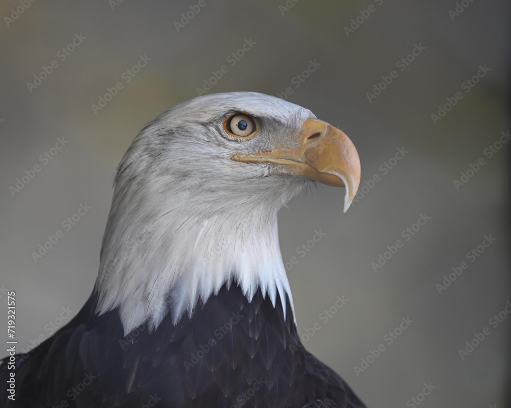 Obraz premium ワシ