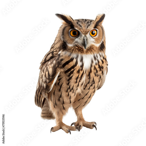 owl isolated