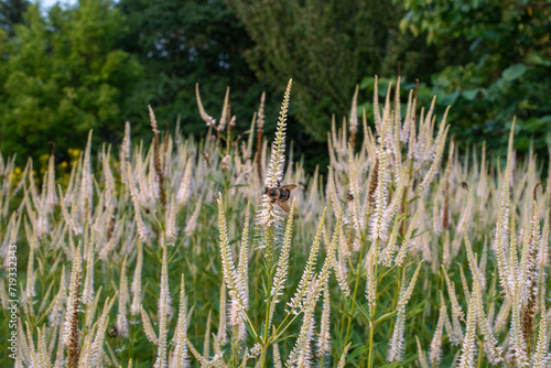 flowers and pollinating bees