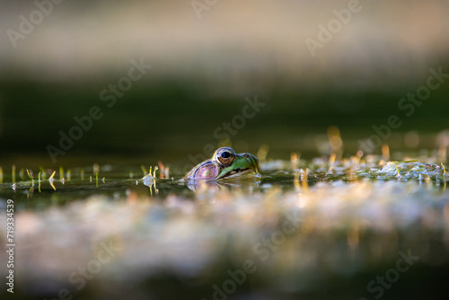 frog on the pond