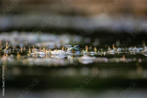 frog in the pond