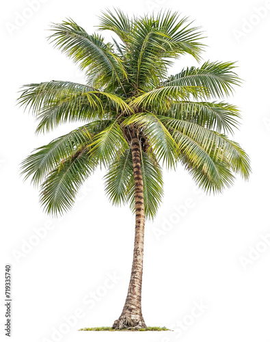PNG palm tree coconut tree transparent background