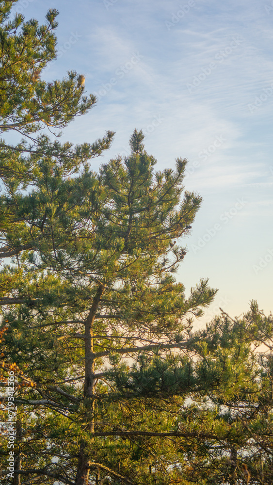 Fototapeta premium pine tree on the shore of lake in the Mediterranean