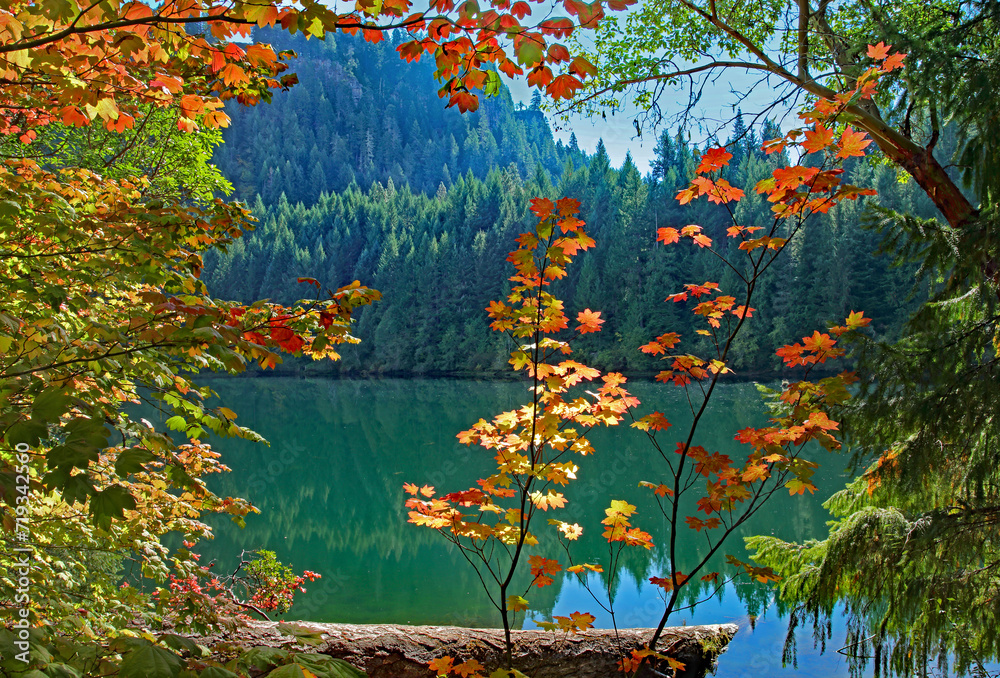 Autumn fall leaves foreground at quiet peaceful mountain forest lake
