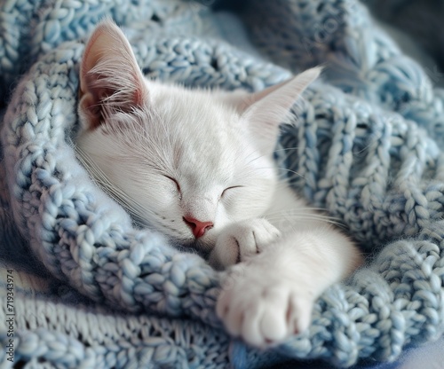 White kitten sleeping on a knitted blanket