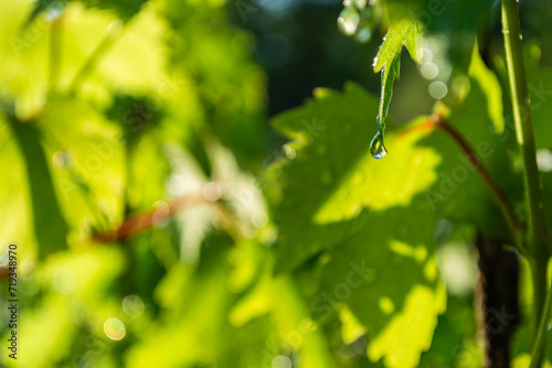 Water drops on the green leaves of grapes in the vineyard.