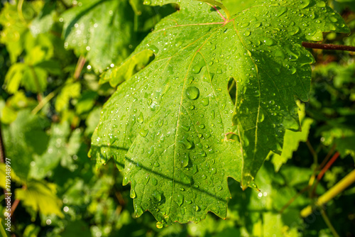 Green grape leaves with drops of water after rain, close-up