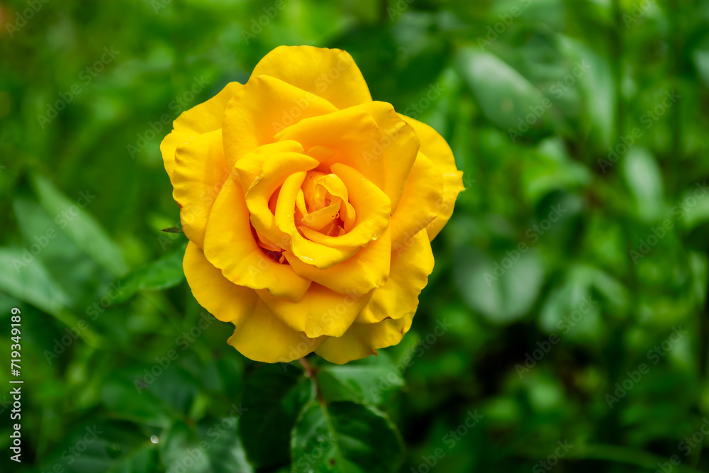 Beautiful yellow rose in the garden. Close-up image. Beautiful yellow rose in the garden. Close-up image.