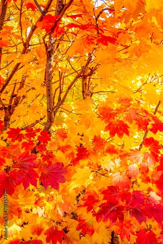 vine maple fall color foliage along highway US20 on the Santiam pass, Willamette National forest, Oregon