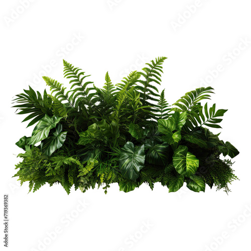 Beautiful green leaves of tropical plants isolated on white background