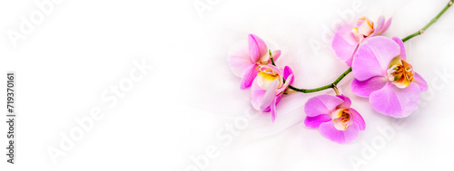 The branch of purple orchids on white fabric background  © licvin