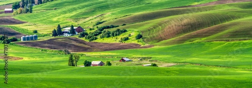 High angle view of the Palouse wheat country in the spring season