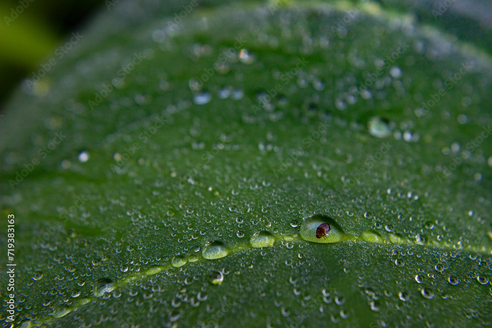 A bug was trapped in a dew drop A bug was trapped in a dew drop