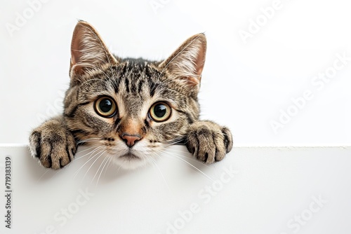 Cute cat peeking out of blank banner
