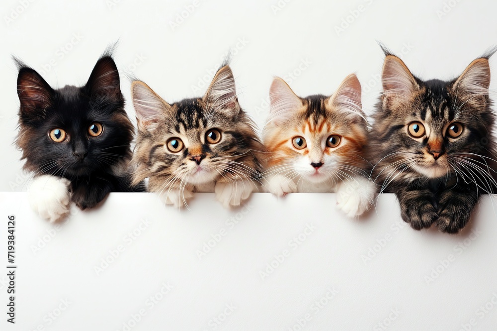 Group of different cats peeking out of blank banner