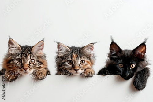 Group of different cats peeking out of blank banner © Alina