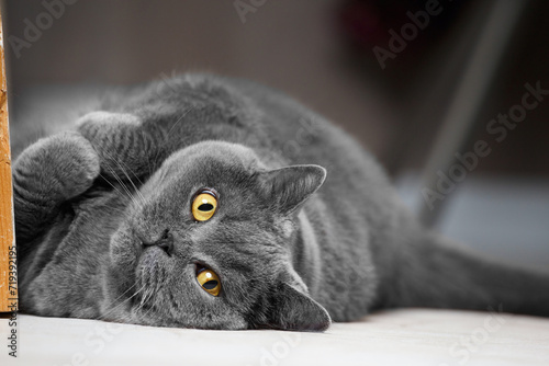 A cute British gray cat funnyly lies on its back in the interior of the house, with its paws folded