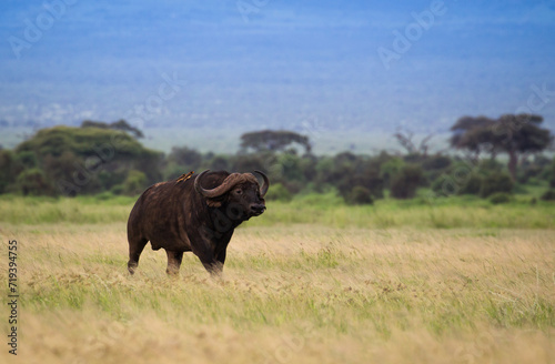 Wielki bawół na afrykańskiej sawannie © kubikactive