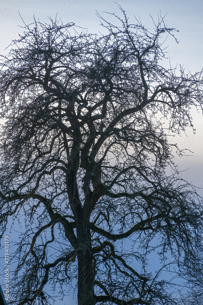 Knorriger Baum im Gegenlicht