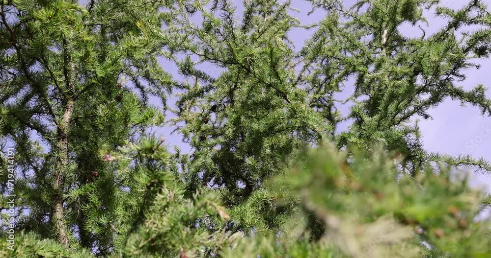 Green yew bush in sunny weather, soft yew needles in summer in the park Green yew bush in sunny weather, soft yew needles in summer in the park