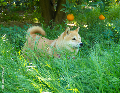 Shiba Inu puppy looks like a little fox	