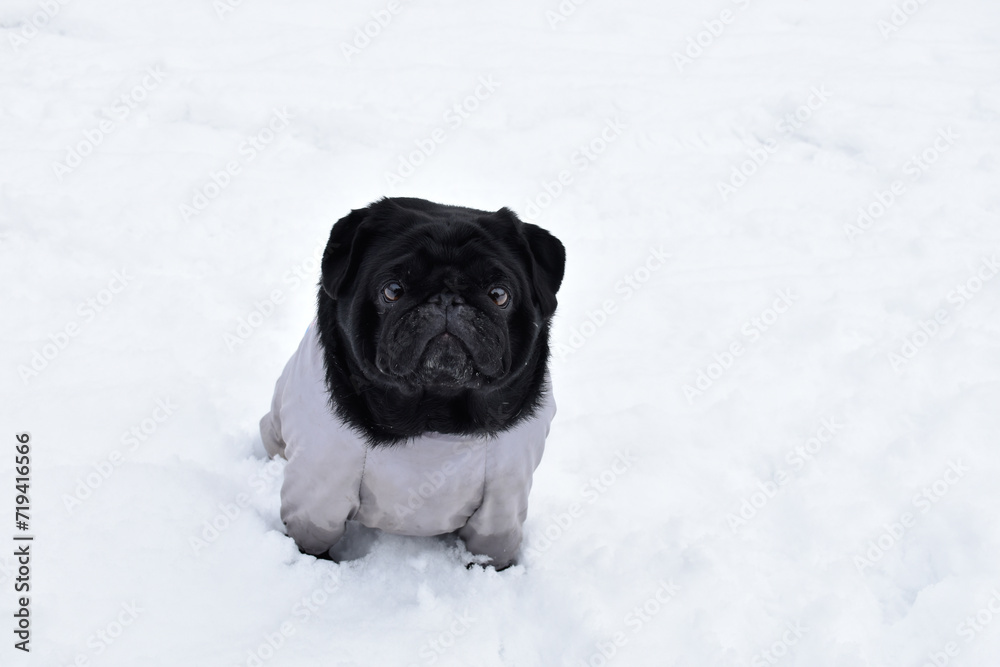 Beautiful black pug girl weared in grey warm overalls. Cute pug sitting on snow drift in winter park. Intelligent muzzle, sad look. Beautiful black pug girl weared in grey warm overalls. Cute pug sitting on snow drift in winter park. Intelligent muzzle, sad look.