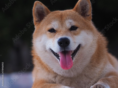 Shiba Inu puppy looks like a little fox  © spanish_ikebana