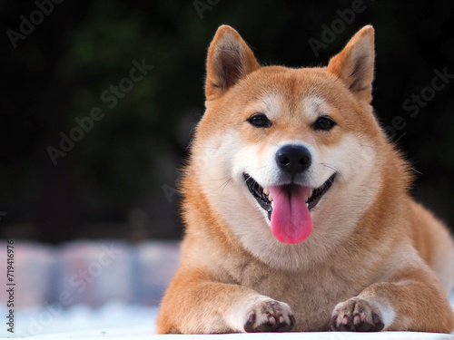 Shiba Inu puppy looks like a little fox	