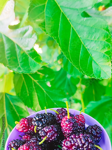 Berries summer green background soft partly focus. Black red ripe natural mulberry vertical.