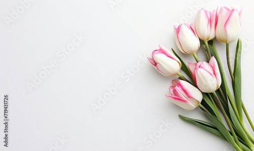 Sleek White Background Accentuating a Bouquet of Pink-Edged White Tulips for Mother's Day
