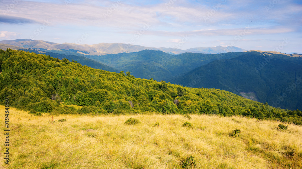 Obraz premium carpathian mountain landscape in summer. forested hills and grassy alpine meadows. ukrainian highland scenery on a sunny afternoon
