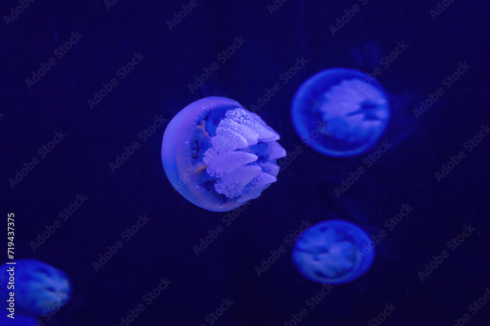 The Jelly fish in the water in aquarium. Colorful Jellyfish underwater. Jellyfish moving in water. The Jelly fish in the water in aquarium. Colorful Jellyfish underwater. Jellyfish moving in water.