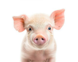 Curious Pink Piglet with Bright Eyes on a White Background