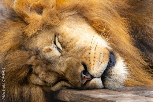 Lion sleeping close up of face