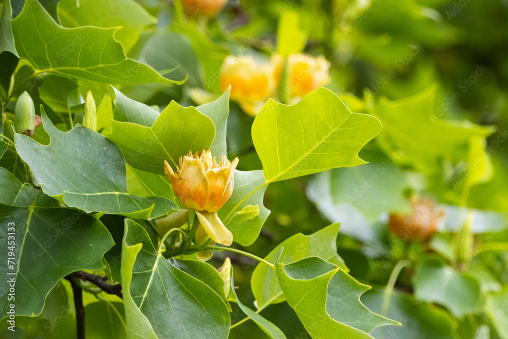 Liriodendron tulipifera tree with flowers close-up on a sunny summer evening. Liriodendron tulipifera tree with flowers close-up on a sunny summer evening.