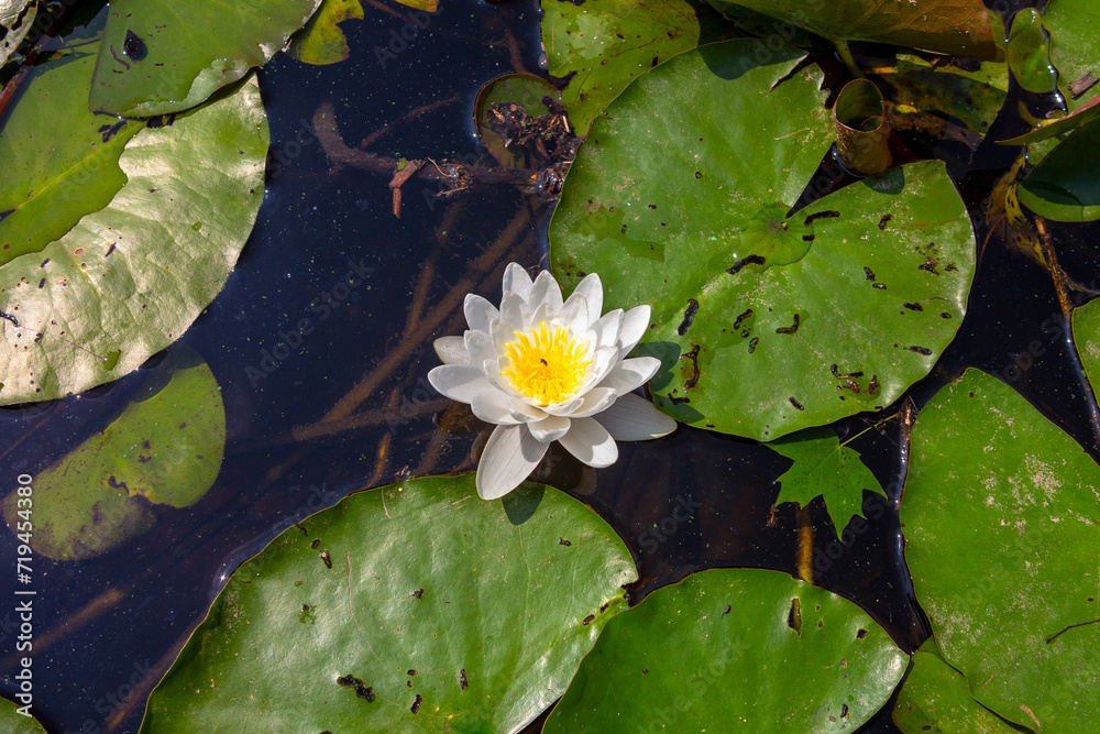 European white water lily flower, water lilies among the leaves, Nymphaea alba European white water lily flower, water lilies among the leaves, Nymphaea alba